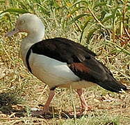 Radjah Shelduck