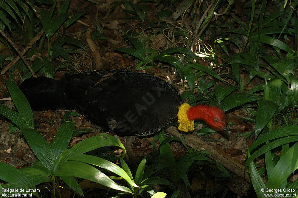 Australian Brushturkey female adult breeding