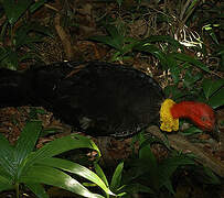 Australian Brushturkey