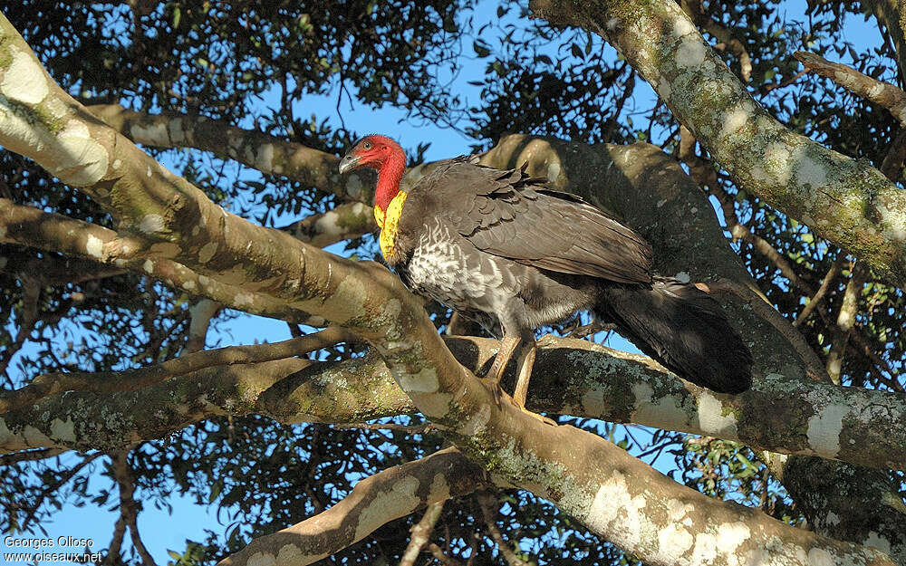 Australian Brushturkey male adult breeding, habitat, Behaviour