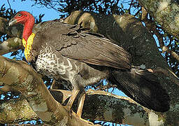 Australian Brushturkey