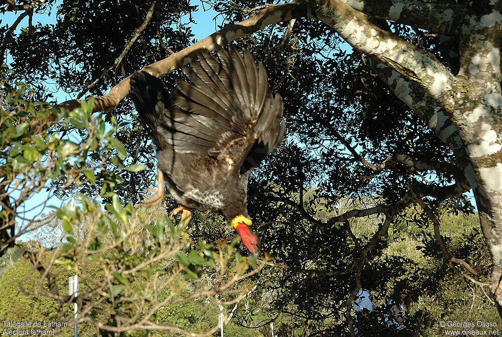 Australian Brushturkey male adult breeding