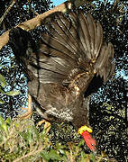 Australian Brushturkey