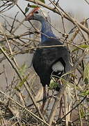 Grey-headed Swamphen