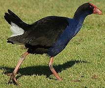 Australasian Swamphen