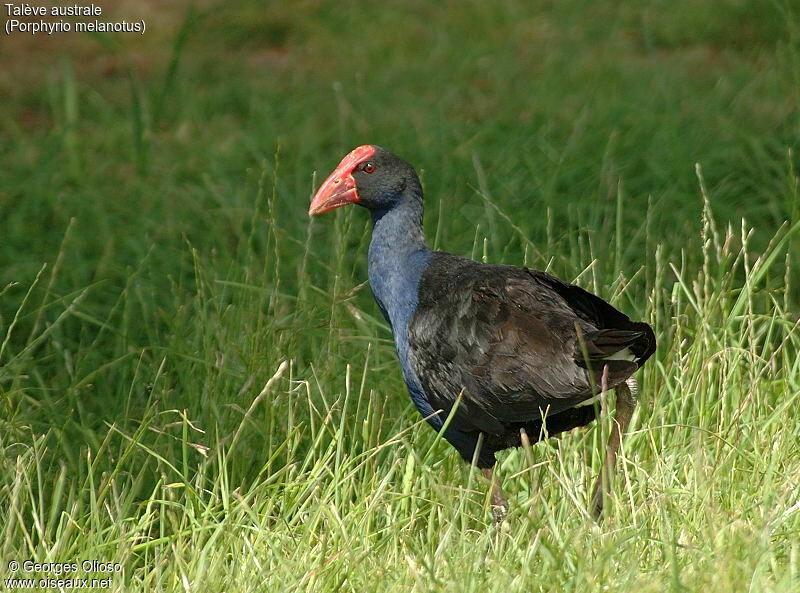 Australasian Swamphen