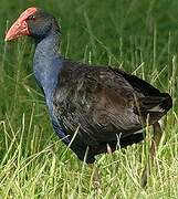 Australasian Swamphen