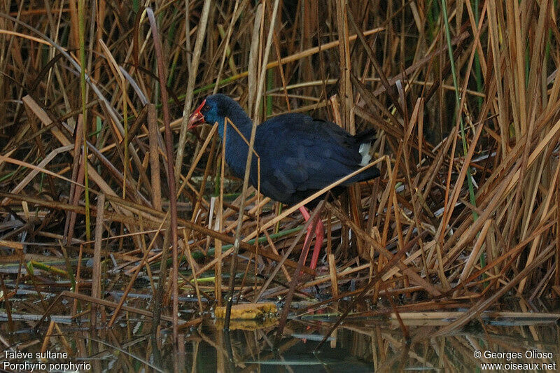 Western Swamphenadult post breeding