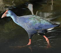 Western Swamphen