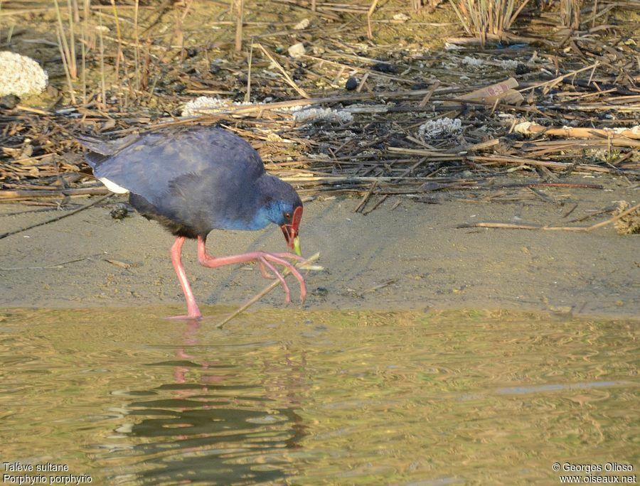 Western Swamphenadult breeding, identification, feeding habits, Behaviour