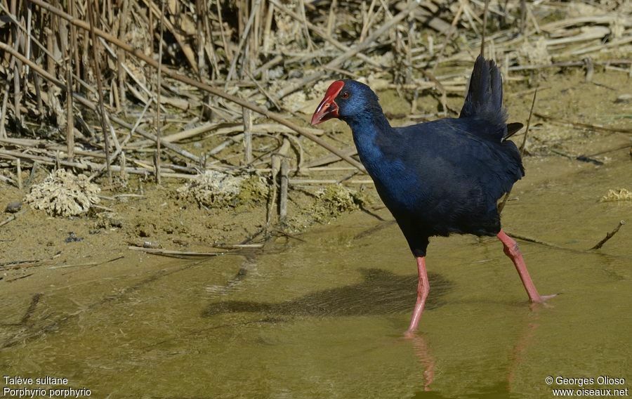 Western Swamphenadult breeding, identification