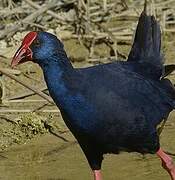 Western Swamphen