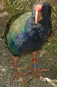 South Island Takahe