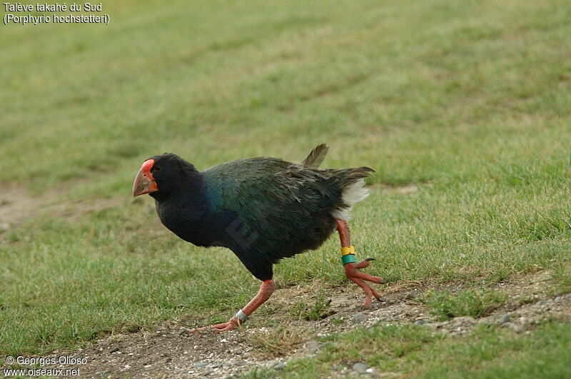 South Island Takahe