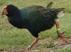 South Island Takahe