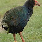 Talève takahé du Sud