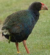 South Island Takahe