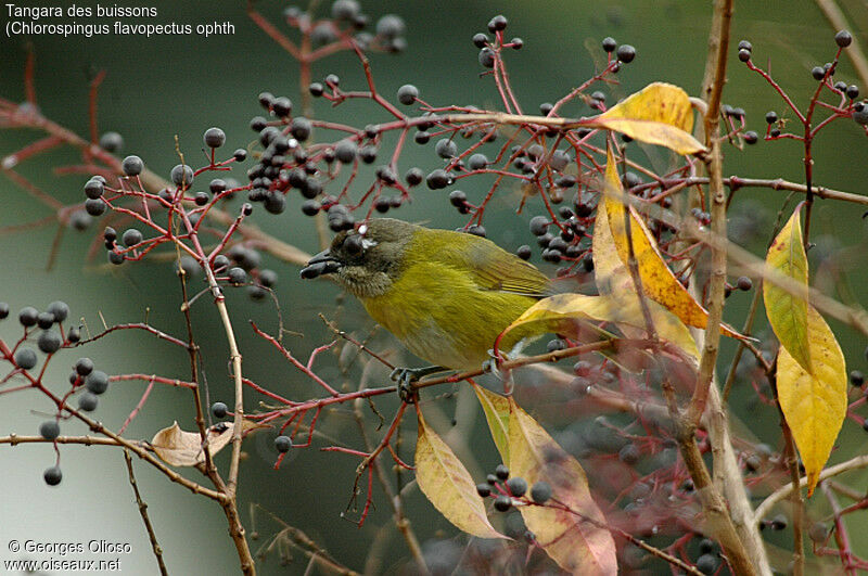 Common Bush Tanager (ophthalmicus)