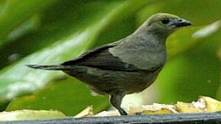 Palm Tanager