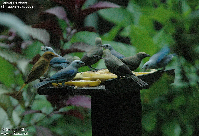 Blue-grey Tanager