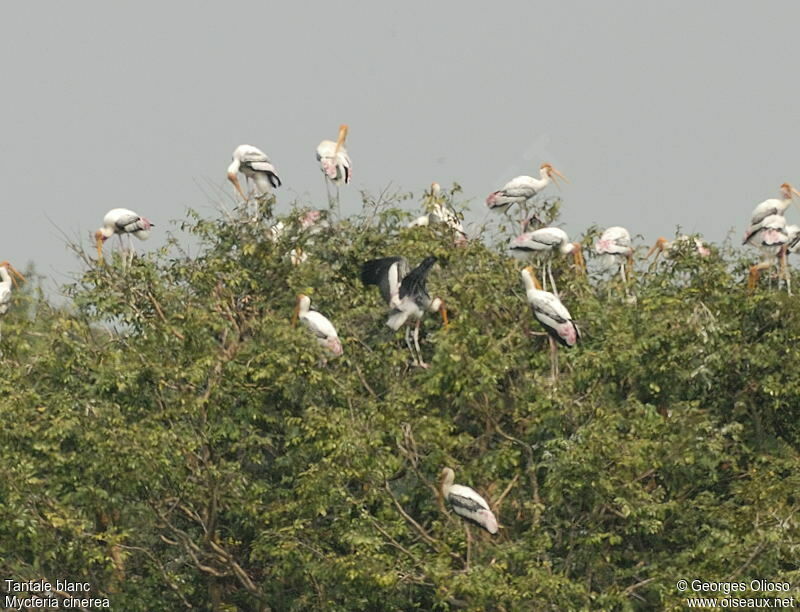 Milky Storkadult breeding, Reproduction-nesting