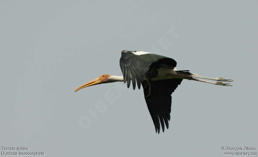 Painted Storkadult, Flight