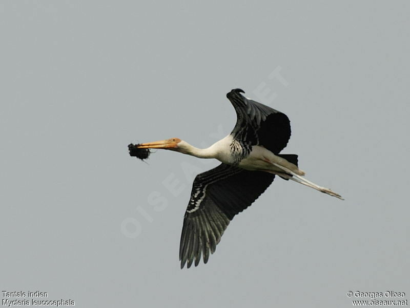 Painted Storkadult breeding, identification, Flight, Reproduction-nesting