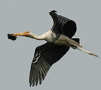 Painted Stork