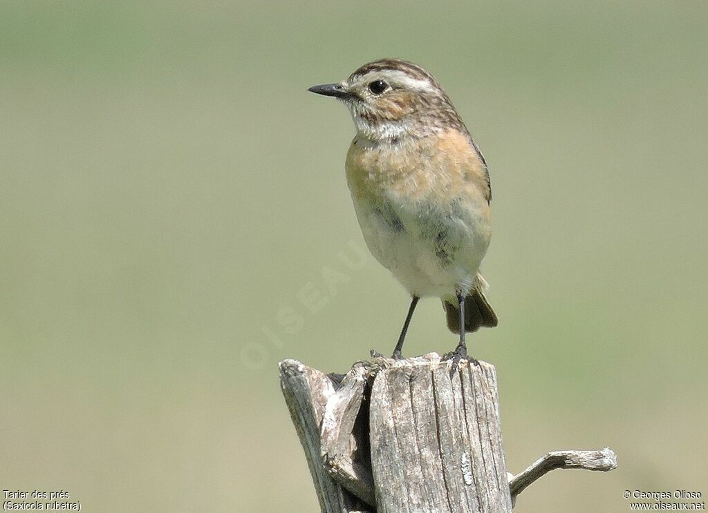 Whinchat female adult, identification