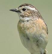 Whinchat