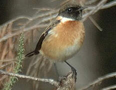 European Stonechat