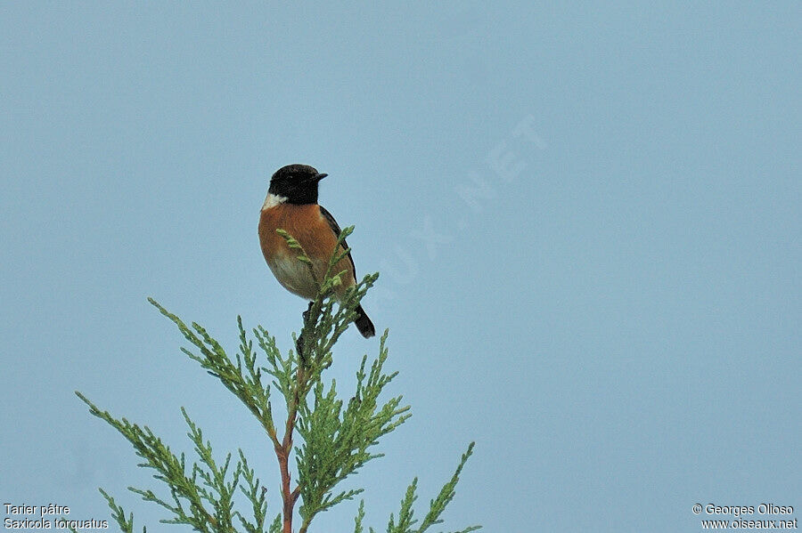 European Stonechat male adult post breeding