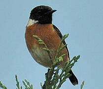 European Stonechat