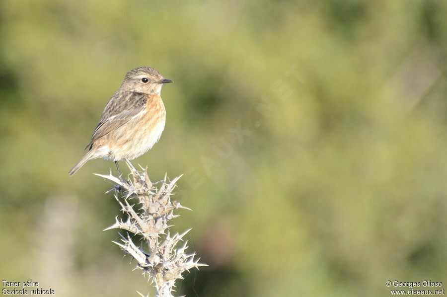 European Stonechat female adult post breeding, identification