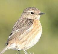 European Stonechat