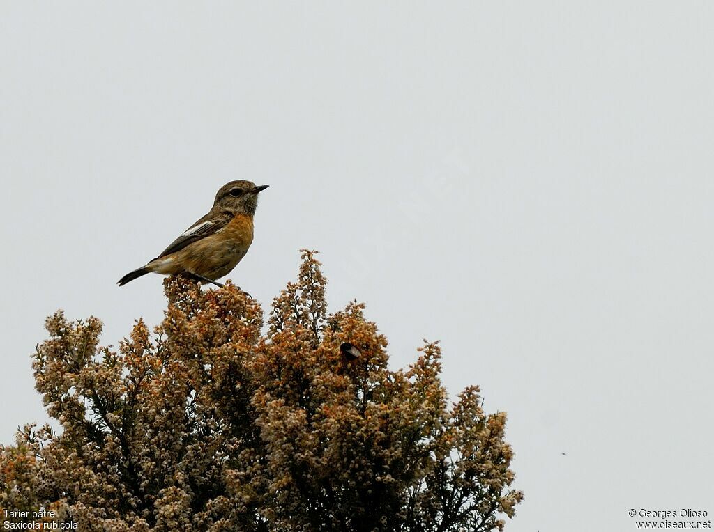 European Stonechat female adult breeding, identification