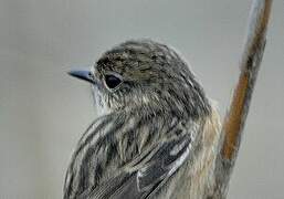 European Stonechat