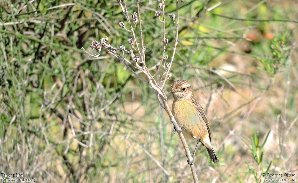 European Stonechat female adult breeding, identification