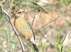 European Stonechat