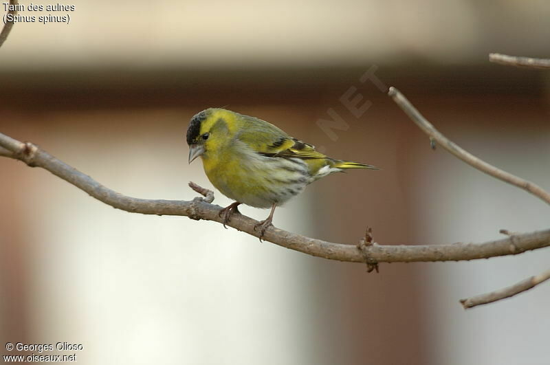 Eurasian Siskin