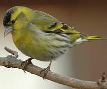 Eurasian Siskin