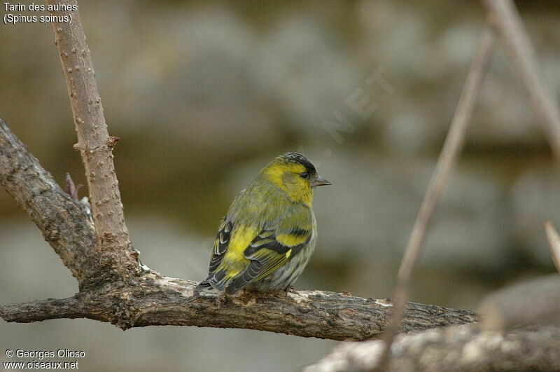 Eurasian Siskin