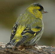 Eurasian Siskin