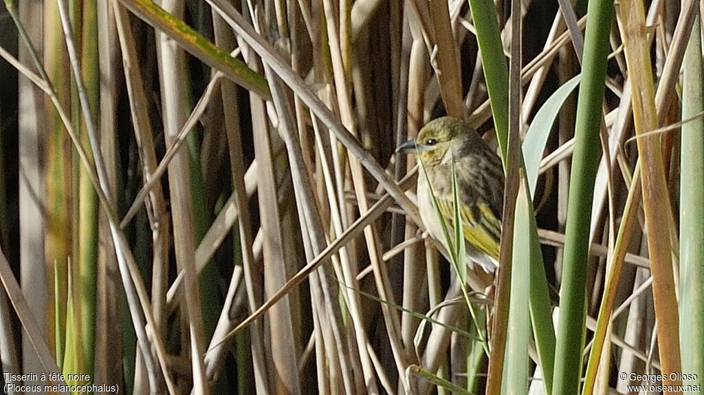 Black-headed Weaver female, identification