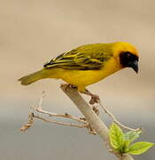 Rüppell's Weaver