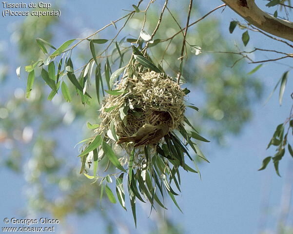 Cape Weaver