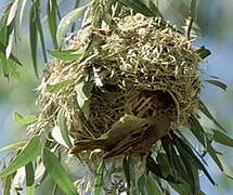 Cape Weaver