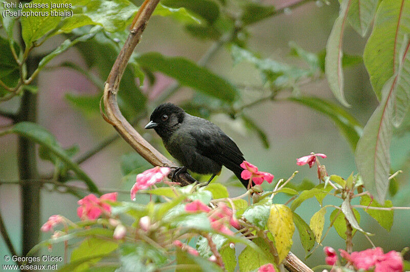 Yellow-thighed Finch