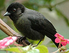 Yellow-thighed Finch