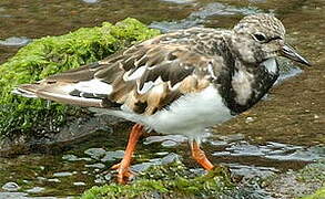 Ruddy Turnstone